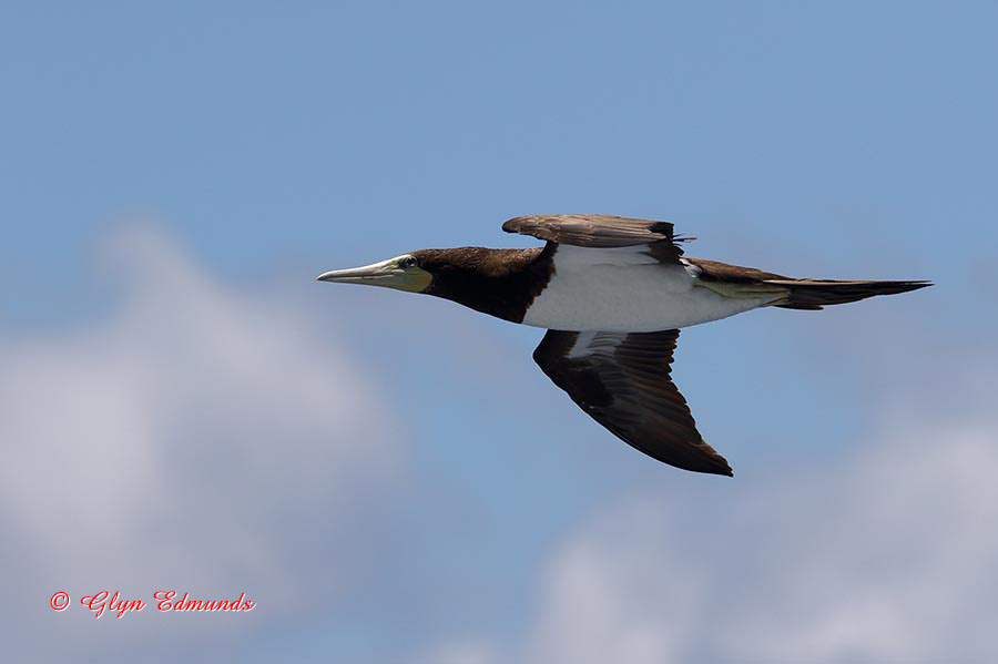 Flying Brown Booby