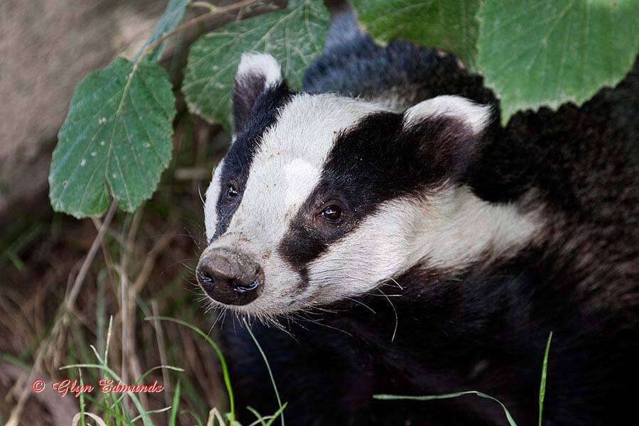 Is it Safe to Come Out