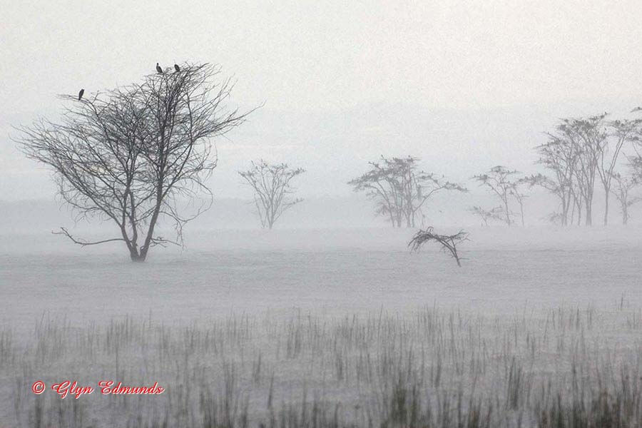 Rain at Lake Nakuru