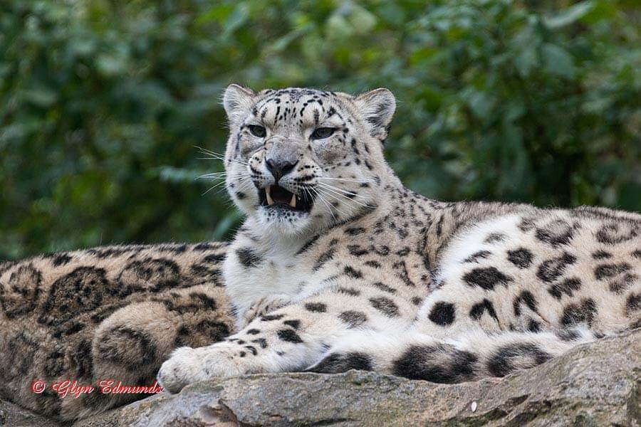 Snow Leopard
