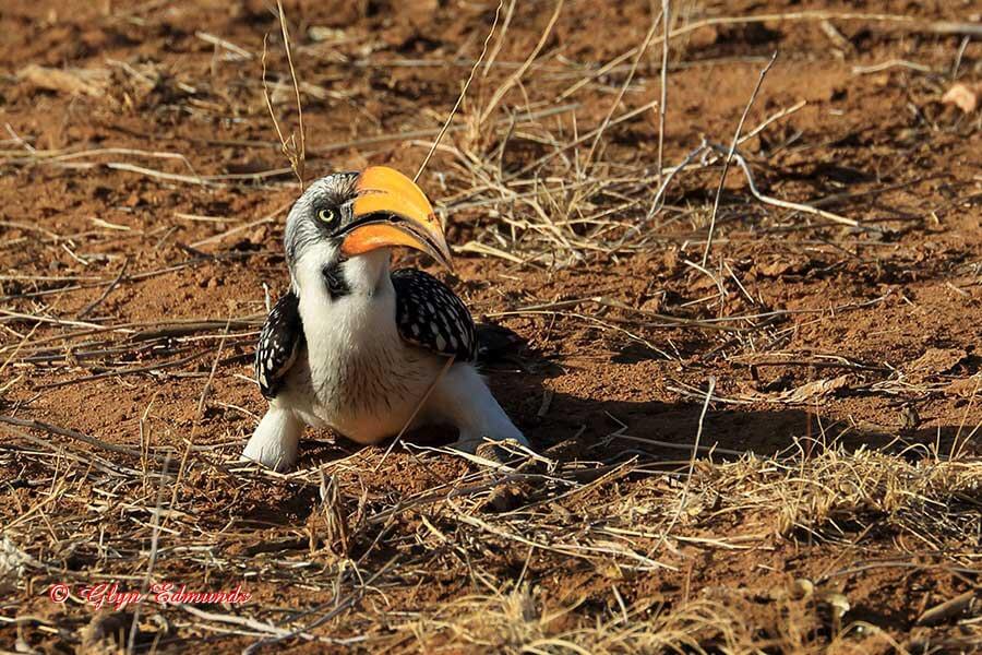 Yellow-billed Hornbill
